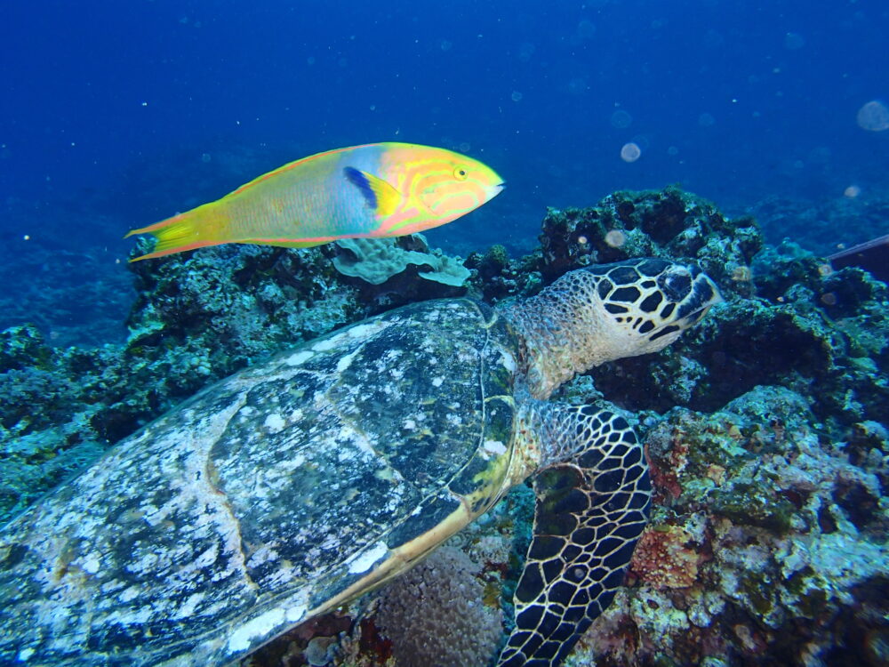 沖縄の海で魚やウミガメが泳いでいる様子